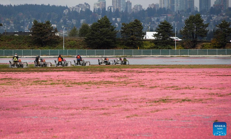 Workers harvest cranberries with specialized machines at a cranberry field in Richmond, British Columbia, Canada, on Oct. 24, 2022.(Photo: Xinhua)