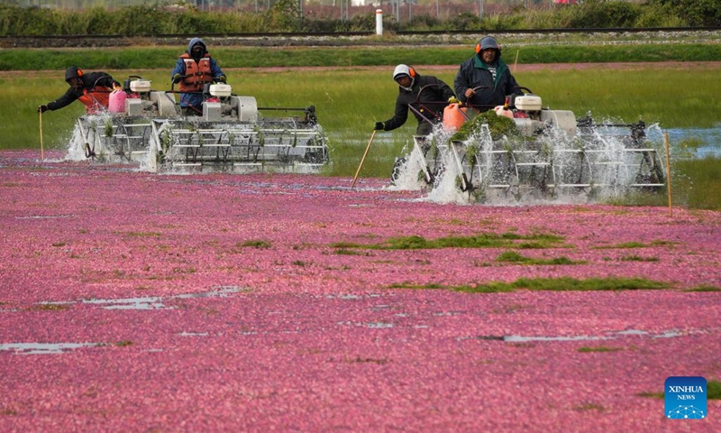 Workers harvest cranberries with specialized machines at a cranberry field in Richmond, British Columbia, Canada, on Oct. 24, 2022.(Photo: Xinhua)