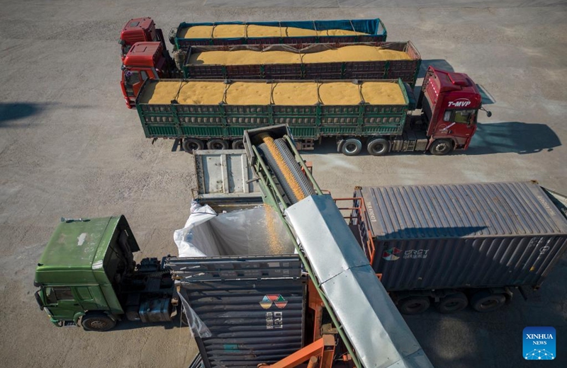 This aerial photo taken on Oct. 25, 2022 shows newly harvested soybeans being loaded into a railway container at a grain trading company in Suihua of northeast China's Heilongjiang Province. Heilongjiang, a significant grain-producing province in China, has recorded a bountiful soybean harvest recently. (Xinhua/Zhang Tao)