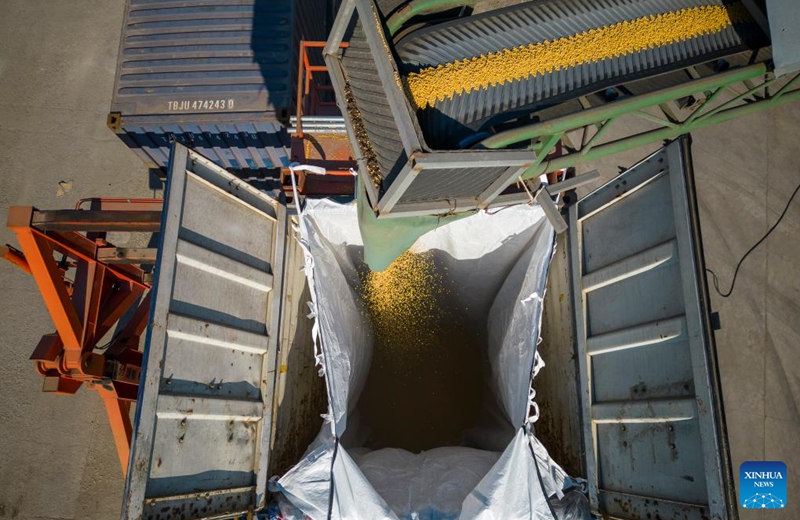 This aerial photo taken on Oct. 25, 2022 shows newly harvested soybeans being loaded into a railway container at a grain trading company in Suihua of northeast China's Heilongjiang Province. Heilongjiang, a significant grain-producing province in China, has recorded a bountiful soybean harvest recently. (Xinhua/Zhang Tao)