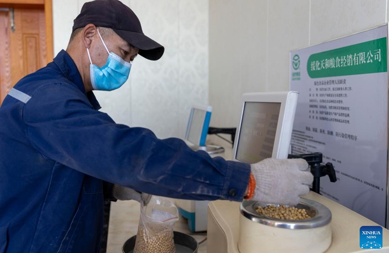 A staff member performs quality testing on newly harvested soybeans at a grain trading company in Suihua of northeast China's Heilongjiang Province, Oct. 25, 2022. Heilongjiang, a significant grain-producing province in China, has recorded a bountiful soybean harvest recently. (Xinhua/Zhang Tao)