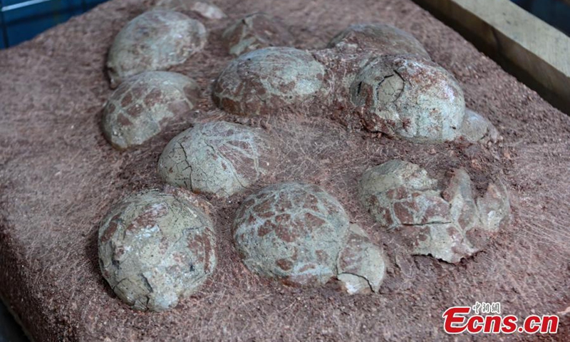 2022年10月25日，在中国南方广东省河源恐龙博物馆展出6600万年前的恐龙蛋化石。（照片：中新社/陈继民）