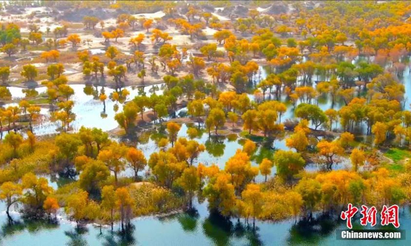 A flock of migrant birds forage at the Lop Nur National Wetland Park in Yuli County, Bayingolin Mongolian Autonomous Prefecture, northwest China's Xinjiang Uyghur Autonomous Region. The number of migrant birds in the wetland park keeps rising as the eco-environment has improved in recent years. (Photo: China News Service/Wang Hanbing)

