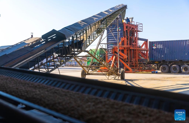 Newly harvested soybeans are loaded into a railway container at a grain trading company in Suihua of northeast China's Heilongjiang Province, Oct. 25, 2022. Heilongjiang, a significant grain-producing province in China, has recorded a bountiful soybean harvest recently. (Xinhua/Zhang Tao)