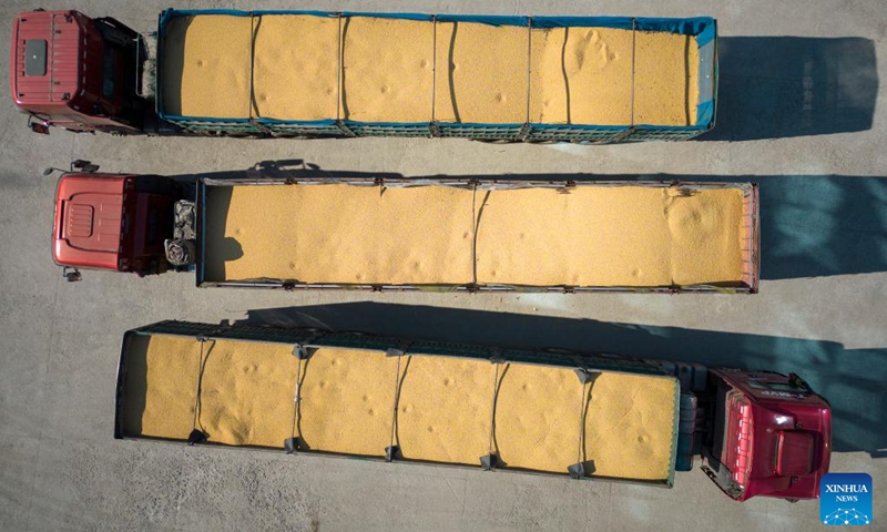 This aerial photo taken on Oct. 25, 2022 shows some trucks loaded with newly harvested soybeans at a grain trading company in Suihua of northeast China's Heilongjiang Province. Heilongjiang, a significant grain-producing province in China, has recorded a bountiful soybean harvest recently. (Xinhua/Zhang Tao)