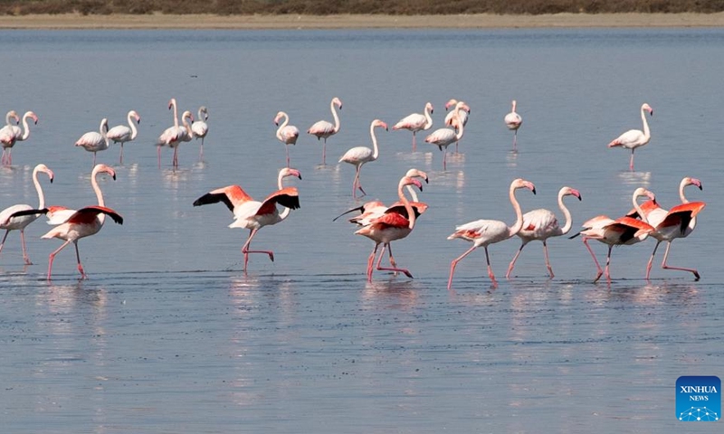 Flamingos are seen in Larnaca Salt Lake, Cyprus, Oct. 24, 2022.(Photo: Xinhua)