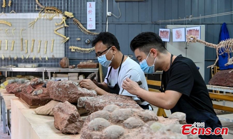 Staff members restore dinosaur egg fossils at the Heyuan Dinosaur Museum insouth China's Guangdong Province, Oct. 25, 2022. (Photo: China News Service/Chen Jimin)
