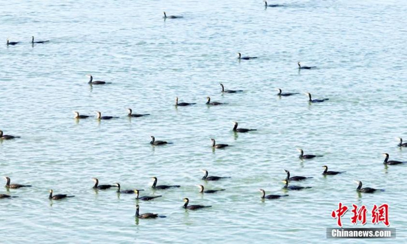 A flock of migrant birds forage at the Lop Nur National Wetland Park in Yuli County, Bayingolin Mongolian Autonomous Prefecture, northwest China's Xinjiang Uyghur Autonomous Region. The number of migrant birds in the wetland park keeps rising as the eco-environment has improved in recent years. (Photo: China News Service/Wang Hanbing)
