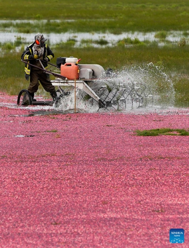 A worker harvests cranberries with a specialized machine at a cranberry field in Richmond, British Columbia, Canada, on Oct. 24, 2022.(Photo: Xinhua)