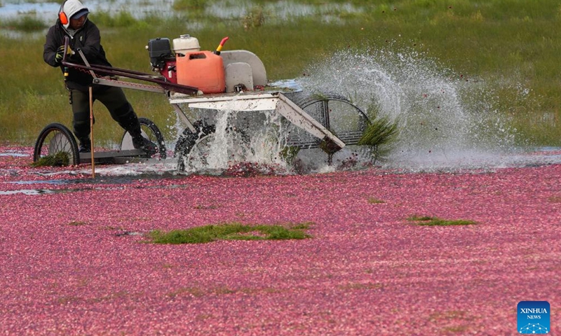 A worker harvests cranberries with a specialized machine at a cranberry field in Richmond, British Columbia, Canada, on Oct. 24, 2022.(Photo: Xinhua)