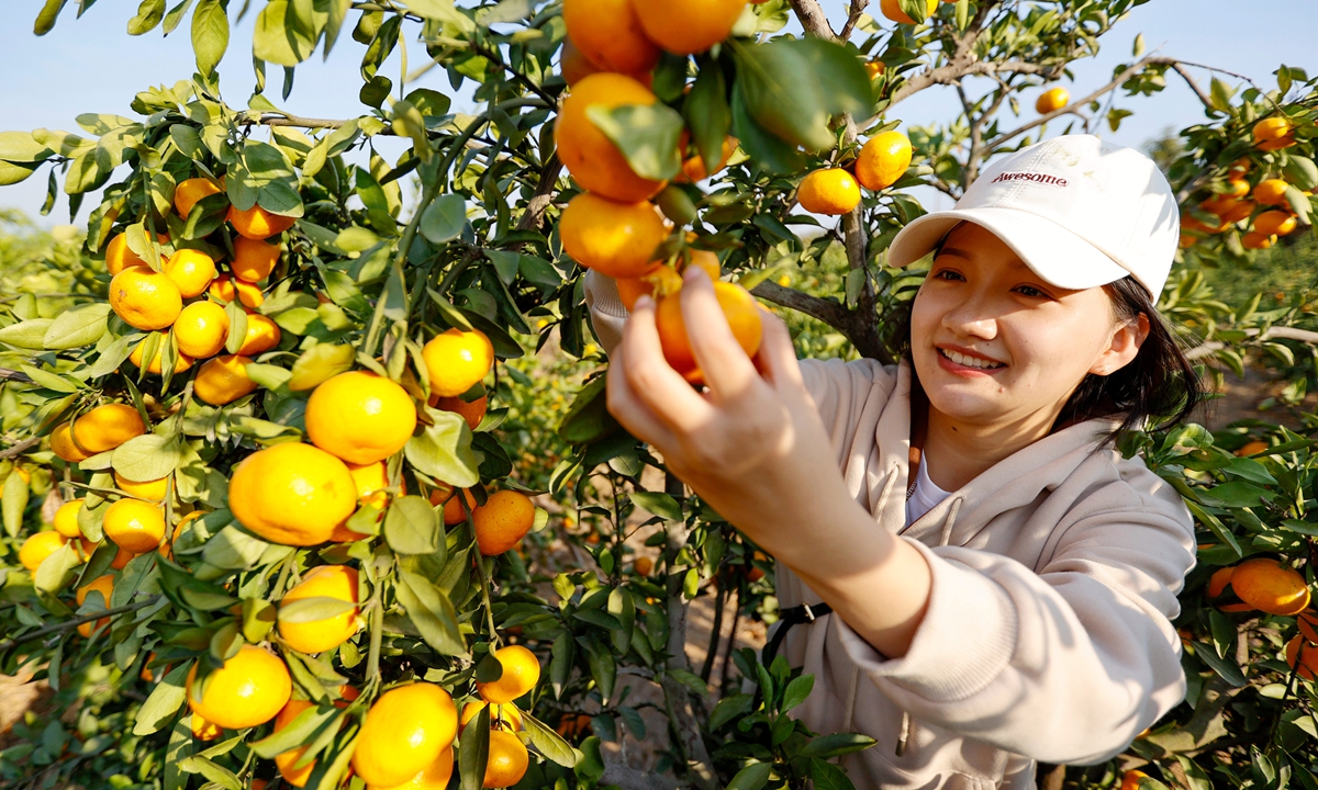 A tourist picks tangerines at a plantation in Xiajiang county, East China's Jiangxi Province on October 25, 2022. Xiajiang has encouraged farmers to cultivate standardized fruit-picking plantations for such crops as tangerines and grapes, which attract tourists and boost farmers' incomes. Photo: VCG