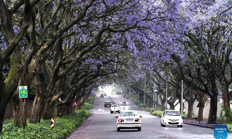 This photo taken on Oct. 24, 2022 shows jacaranda trees in full bloom in Johannesburg, South Africa.(Photo: Xinhua)