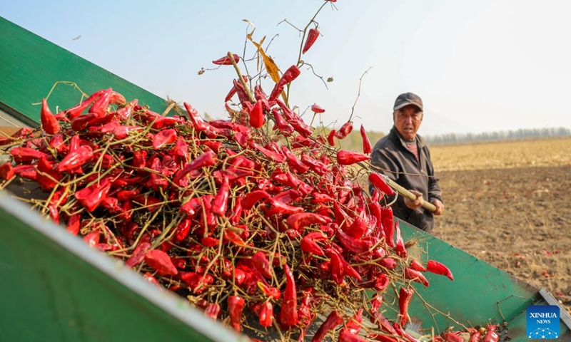 A villager harvests chilies in the fields in Dongfanghong Village of Dongfeng Township, Kailu County, north China's Inner Mongolia Autonomous Region, Oct. 25, 2022. Chilies have entered the peak season of harvesting and sales in Kailu County. Currently, Kailu has around 600,000 mu (about 40,000 hectares) of chili cultivation area. (Photo: Xinhua)