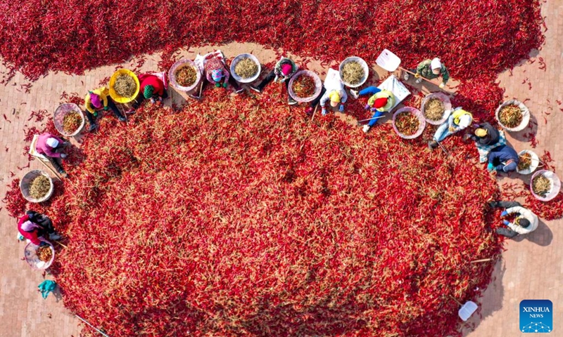 This aerial photo taken on Oct. 25, 2022 shows staff members processing chilies in Dongfanghong Village of Dongfeng Township, Kailu County, north China's Inner Mongolia Autonomous Region. Chilies have entered the peak season of harvesting and sales in Kailu County. Currently, Kailu has around 600,000 mu (about 40,000 hectares) of chili cultivation area.(Photo: Xinhua)