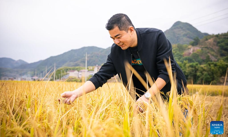 A farmer checks the maturity of paddy rice in his fields at Sandu Town in Jiande, east China's Zhejiang Province, Oct. 26, 2022. (Xinhua/Jiang Han)