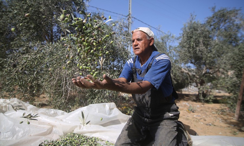 A Palestinian displays olives at an olive orchard in the southern Gaza Strip city of Rafah, Oct. 1, 2022.(Photo: Xinhua)