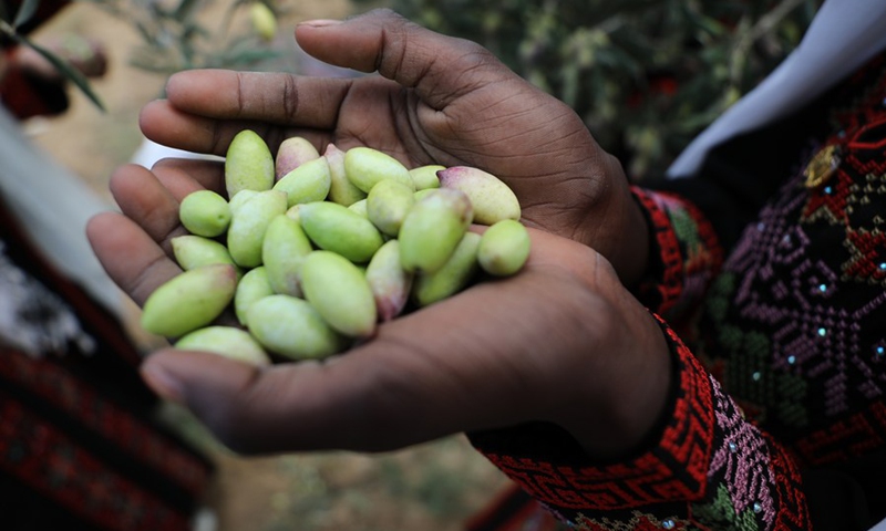 Olives are seen in the photo during the harvest season in Deir al-Balah city, central Gaza Strip, on Oct. 23, 2022. (Photo: Xinhua)