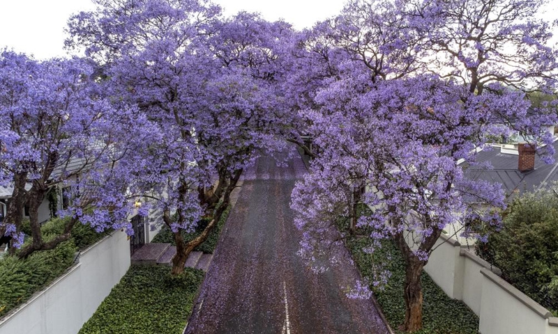 This aerial photo taken on Oct. 24, 2022 shows jacaranda trees in full bloom in Johannesburg, South Africa.(Photo: Xinhua)