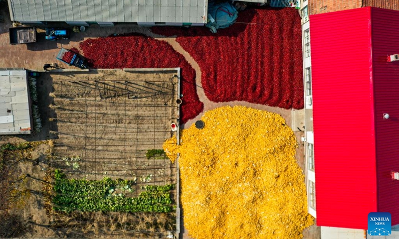 This aerial photo taken on Oct. 25, 2022 shows chilies and corns in a villager's yard in Dongfanghong Village of Dongfeng Township, Kailu County, north China's Inner Mongolia Autonomous Region. Chilies have entered the peak season of harvesting and sales in Kailu County. Currently, Kailu has around 600,000 mu (about 40,000 hectares) of chili cultivation area.(Photo: Xinhua)