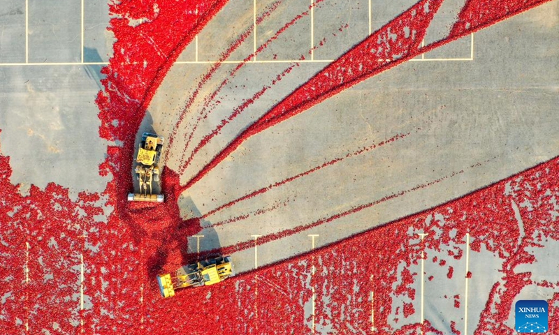 This aerial photo taken on Oct. 25, 2022 shows machineries piling chilies up in Dongfeng Township of Kailu County, north China's Inner Mongolia Autonomous Region. Chilies have entered the peak season of harvesting and sales in Kailu County. Currently, Kailu has around 600,000 mu (about 40,000 hectares) of chili cultivation area.(Photo: Xinhua)