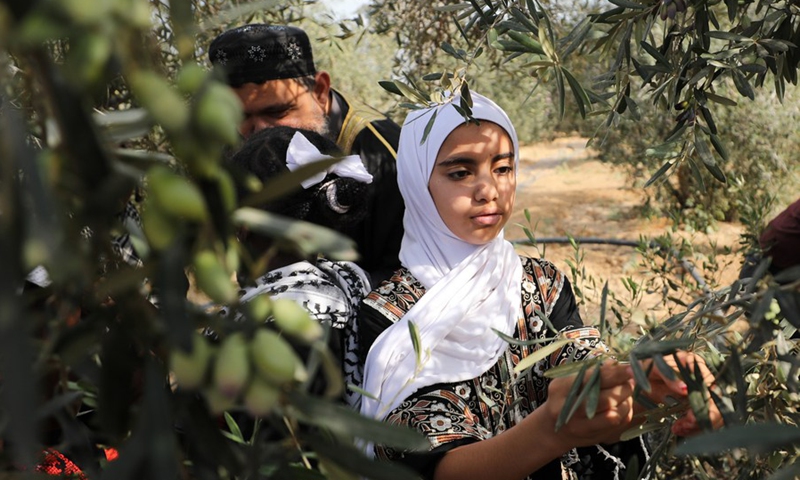 A Palestinian young girl, wearing a traditional embroidered dress, picks olives during the harvest season in Deir al-Balah city, central Gaza Strip, on Oct. 23, 2022. (Photo: Xinhua)