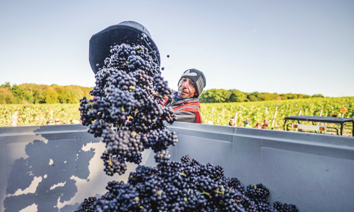A worker throws grapes in a tank at the Gusbourne Estate, the UK, on October 28, 2022. Photo: AFP