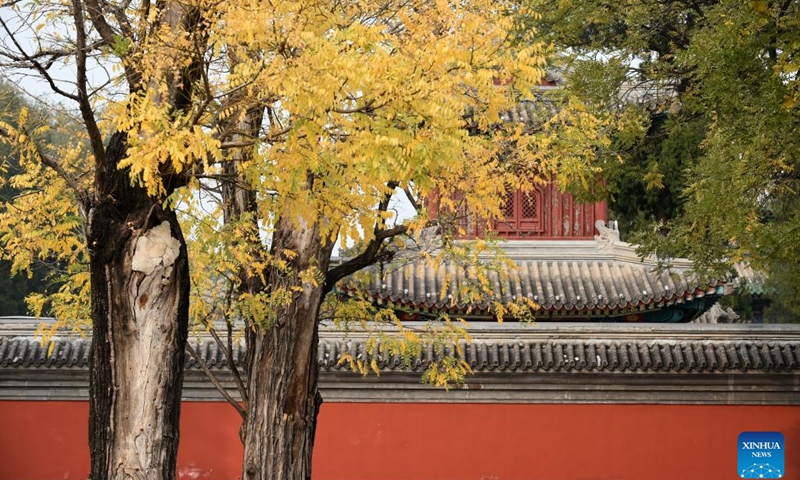 This photo taken on Oct. 26, 2022 shows the autumn scenery at the Yuanmingyuan Park, or the Old Summer Palace, in Beijing, capital of China.(Photo: Xinhua)