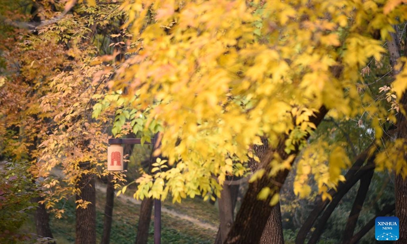 This photo taken on Oct. 26, 2022 shows the autumn scenery at the Yuanmingyuan Park, or the Old Summer Palace, in Beijing, capital of China.(Photo: Xinhua)