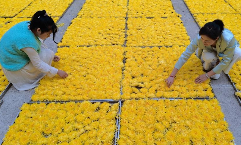 Villagers arrange chrysanthemums in Yuelin Village of Nanyue District, Hengyang City, central China's Hunan Province, Oct. 26, 2022. Chrysanthemums, which can be processed into chrysanthemum tea, have entered the harvest season here.(Photo: Xinhua)