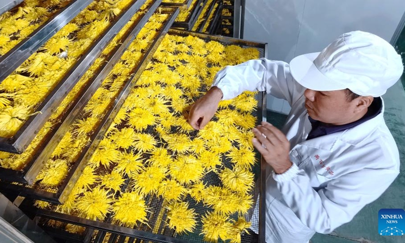 A staff member checks the condition of dried chrysanthemums in Yuelin Village of Nanyue District, Hengyang City, central China's Hunan Province, Oct. 27, 2022. Chrysanthemums, which can be processed into chrysanthemum tea, have entered the harvest season here.(Photo: Xinhua)