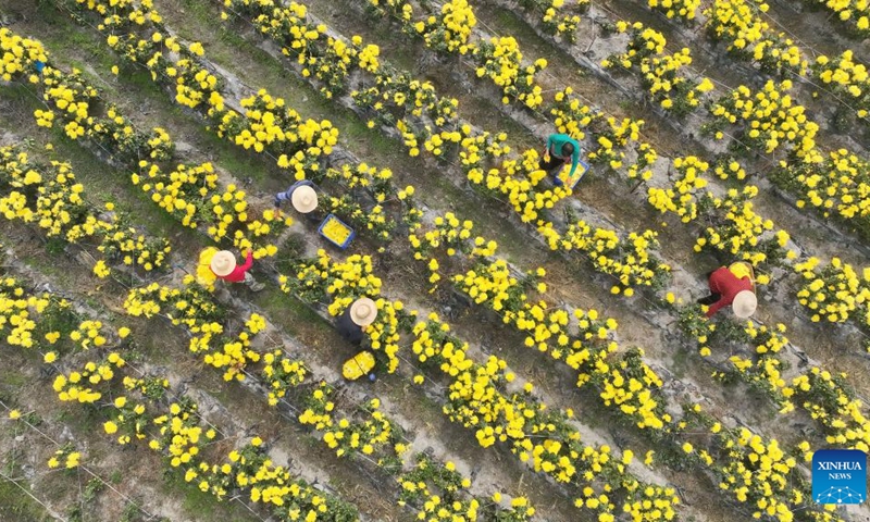 This aerial photo taken on Oct. 26, 2022 shows villagers harvesting chrysanthemums in Yuelin Village of Nanyue District, Hengyang City, central China's Hunan Province. Chrysanthemums, which can be processed into chrysanthemum tea, have entered the harvest season here.(Photo: Xinhua)
