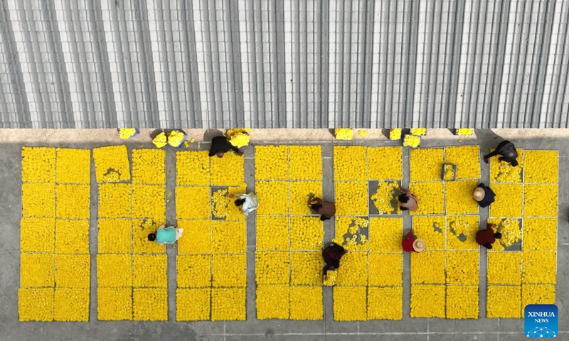 This aerial photo taken on Oct. 26, 2022 shows villagers arranging chrysanthemums in Yuelin Village of Nanyue District, Hengyang City, central China's Hunan Province. Chrysanthemums, which can be processed into chrysanthemum tea, have entered the harvest season here.(Photo: Xinhua)