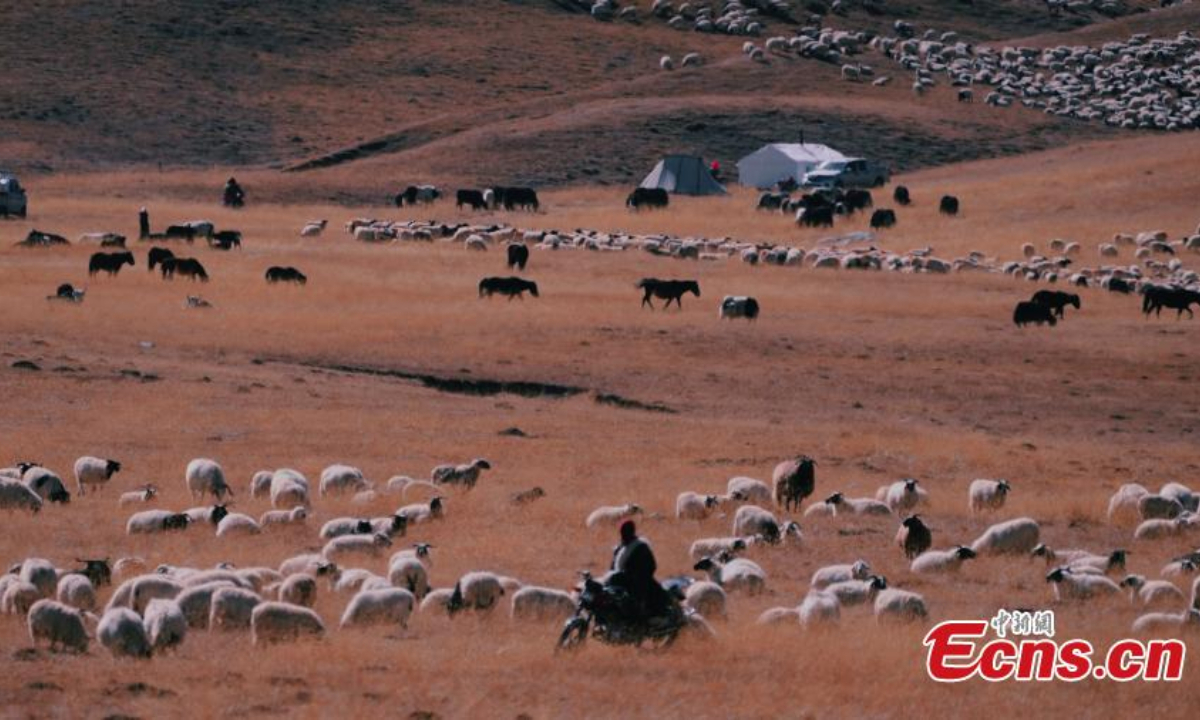 Herders drive livestock on the way to winter pastures in Dulan County, Haixi Mongolian-Tibetan autonomous prefecture, northwest China's Qinghai Province, Nov 2, 2022. Photo:China News Service