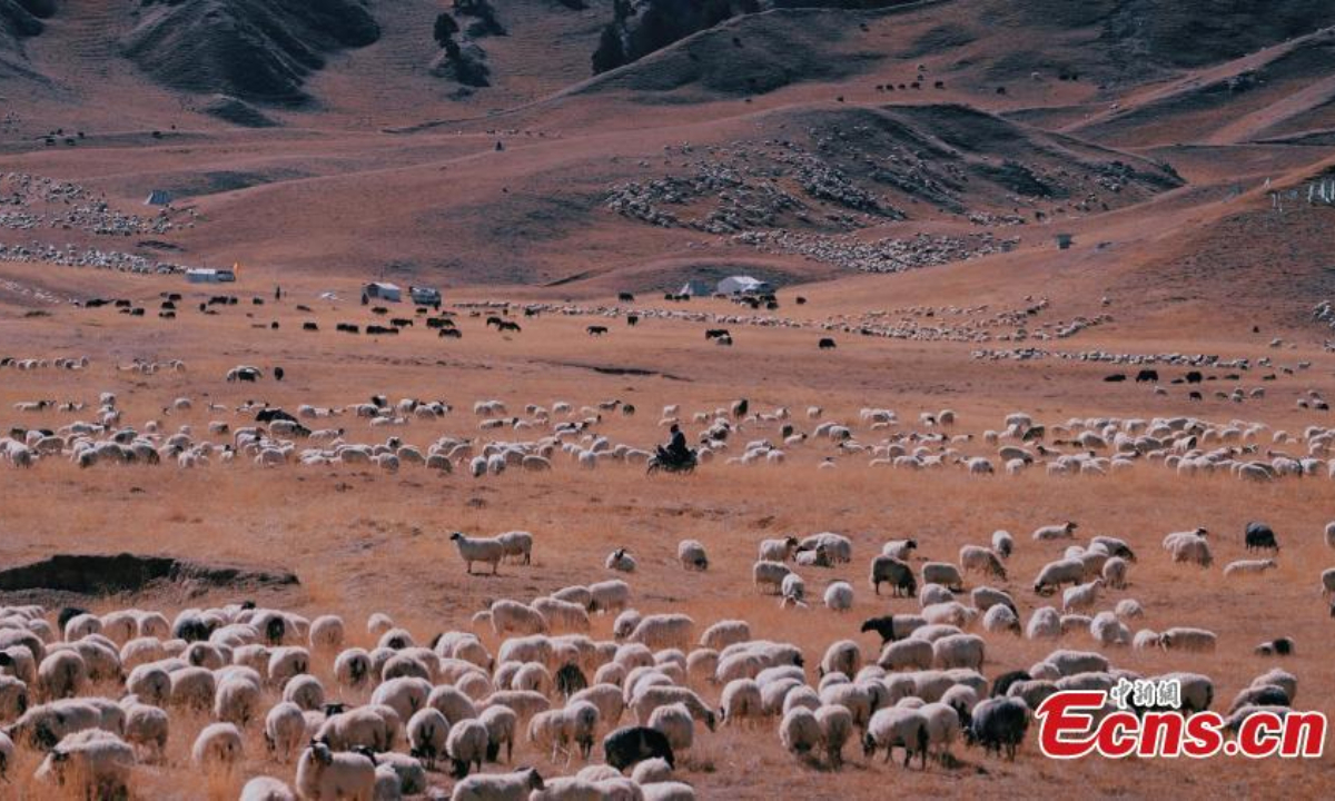Herders drive livestock on the way to winter pastures in Dulan County, Haixi Mongolian-Tibetan autonomous prefecture, northwest China's Qinghai Province, Nov 2, 2022. Photo:China News Service