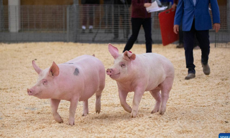 Pigs are seen during a junior swine show at the Royal Agricultural Winter Fair in Toronto, Canada, on Nov. 4, 2022. As a combined indoor agricultural fair and international equestrian competition, the ten-day annual event kicked off here on Friday to celebrate its 100th anniversary. Photo: Xinhua