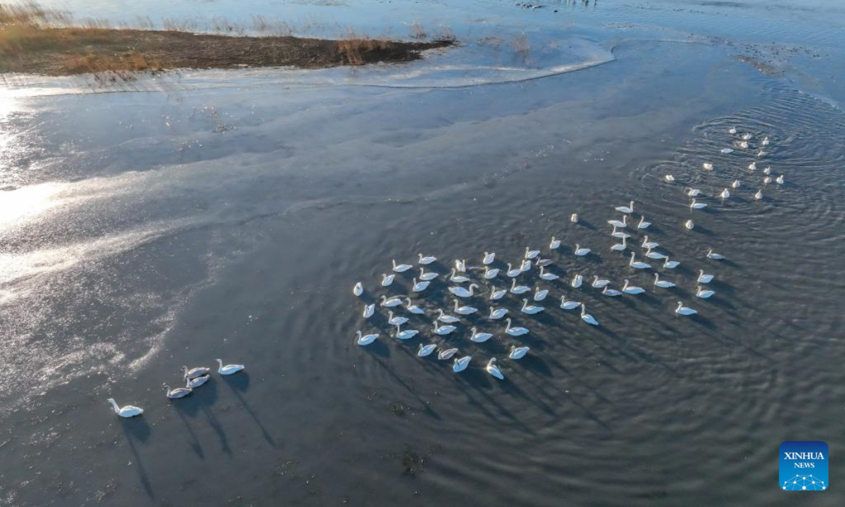 This aerial photo taken on Nov 4, 2022 shows migrant birds in the Momoge National Nature Reserve in Zhenlai County, Baicheng City of northeast China's Jilin Province. Photo:Xinhua