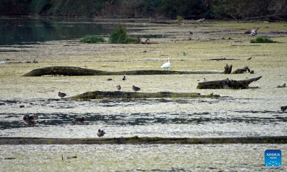 This photo taken on Nov 3, 2022 shows a view of the Nazzano Tevere-Farfa Natural Reserve in the north of Rome, Italy. The natural reserve, located in the countryside north of the Italian capital, is the first natural reserve of Lazio Region in Italy. Photo:Xinhua