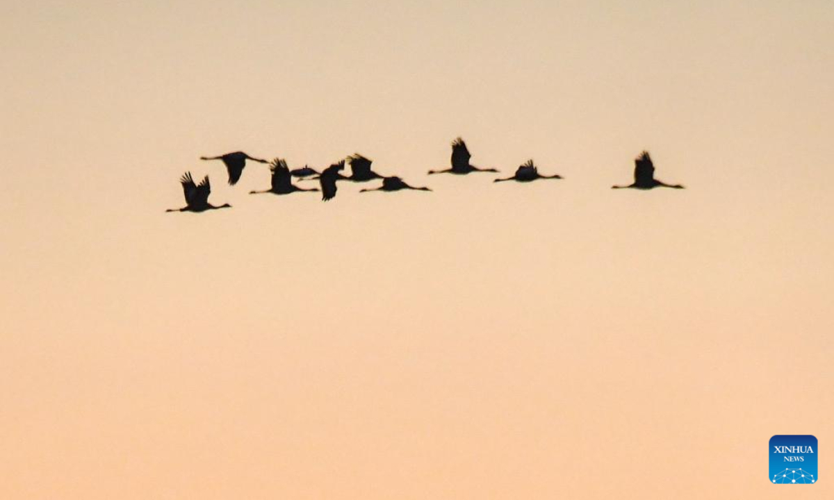 Migrant birds fly over the Momoge National Nature Reserve in Zhenlai County, Baicheng City of northeast China's Jilin Province, Nov 3, 2022. Photo:Xinhua