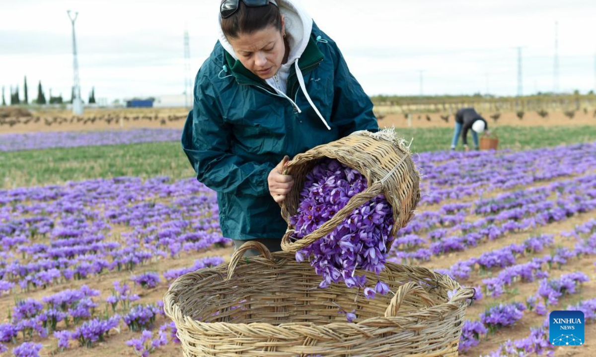 A woman puts harvested saffron flowers into a basket in Madridejos, Spain, on Nov 3, 2022. Photo:Xinhua