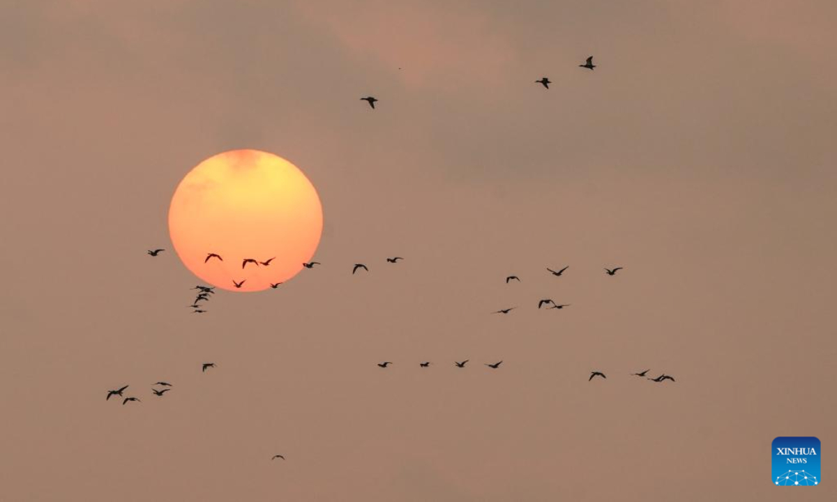 This photo taken on Nov 8, 2022 shows sunrise at the Jiangsu Yancheng Wetland and Rare Birds National Nature Reserve in Yancheng, east China's Jiangsu Province. Yancheng City, having a coastline of 582 kilometers and 769,700 hectares of wetlands, is a vital wintering ground for birds. Photo:Xinhua