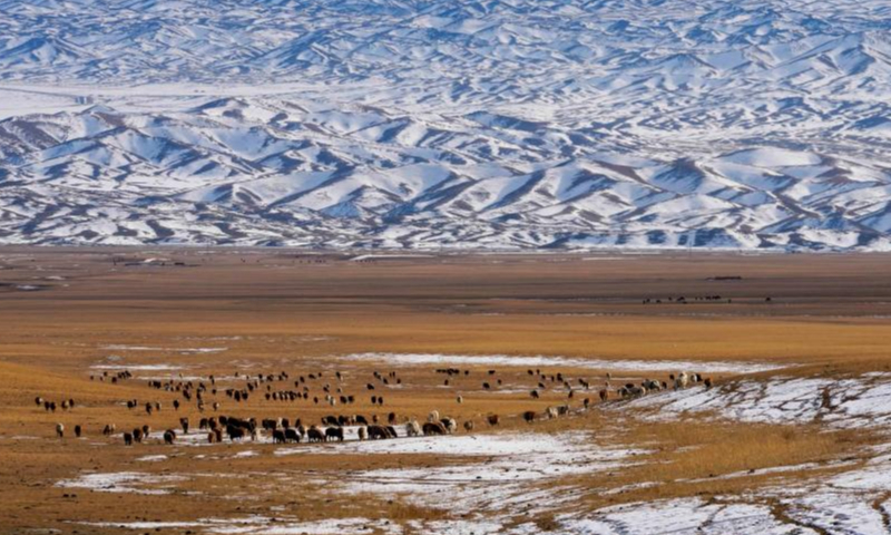 This photo taken on Nov. 4, 2022 shows a view of a winter pasture in the Barlik Mountain area in Yumin County, northwest China's Xinjiang Uygur Autonomous Region. Photo: Xinhua