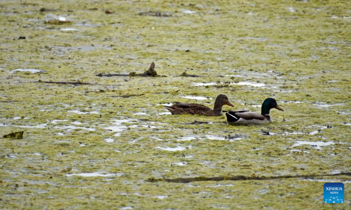 Water birds are seen at the Nazzano Tevere-Farfa Natural Reserve in the north of Rome, Italy, Nov 3, 2022. The natural reserve, located in the countryside north of the Italian capital, is the first natural reserve of Lazio Region in Italy. Photo:Xinhua