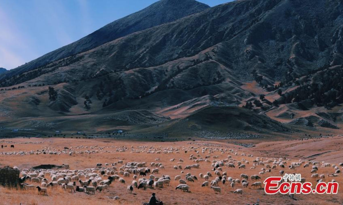 2022年11月2日，中国西北部青海省海西蒙藏自治州都兰县，绵羊在草地上吃草。图片：中新社