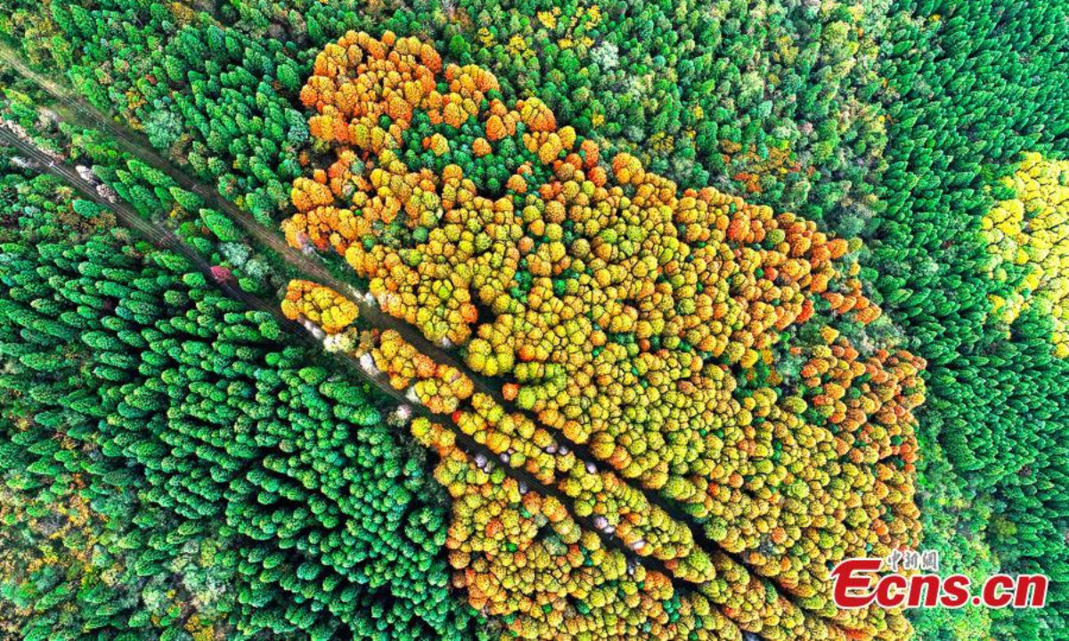 Aerial view shows gorgeous autumn scenery in Wuling Mountain National Forest Park, in Fuling district, Chongqing. The dawn redwood forest is dressed in red and orange in late autumn in the Park. Photo:China News Service