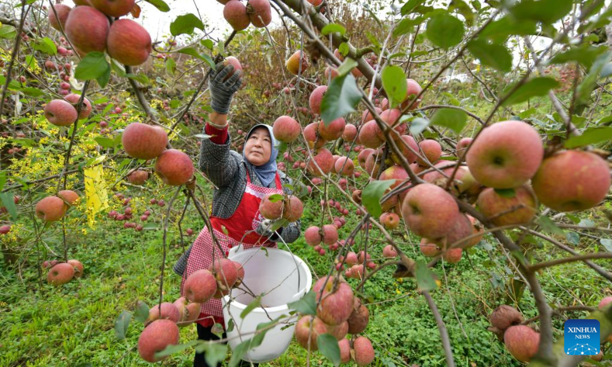 A farmer picks apples at an orchard in Niupeng Township of Weining Yi, Hui and Miao Autonomous County, southwest China's Guizhou Province, Nov 3, 2022. Photo:Xinhua