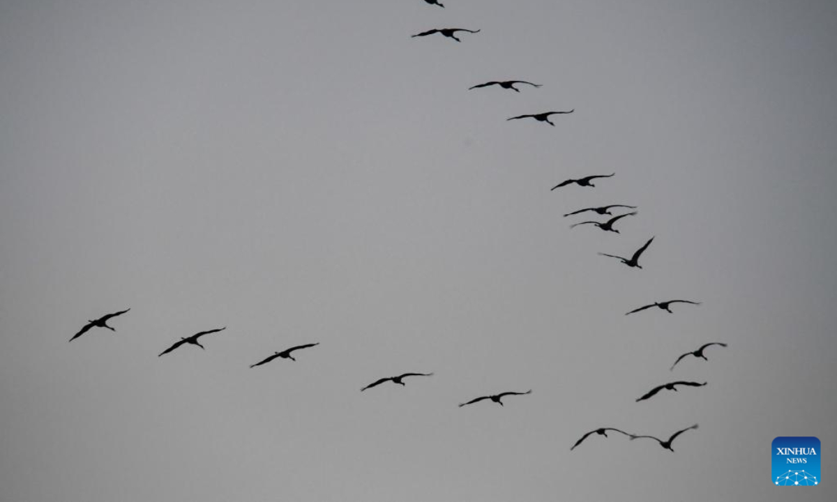 Migrant birds fly over the Momoge National Nature Reserve in Zhenlai County, Baicheng City of northeast China's Jilin Province, Nov 3, 2022. Photo:Xinhua