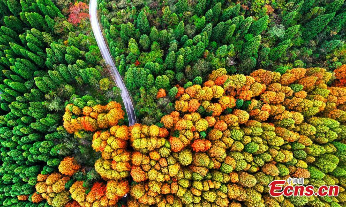 重庆涪陵区武陵山国家森林公园鸟瞰图。 深秋时分，黎明红杉林在公园里披着红橙相间。 图片：中新社