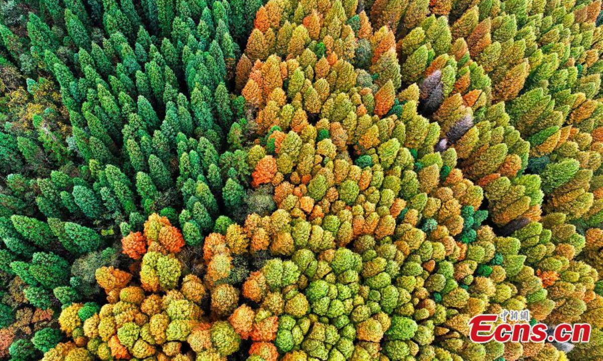 Aerial view shows gorgeous autumn scenery in Wuling Mountain National Forest Park, in Fuling district, Chongqing. The dawn redwood forest is dressed in red and orange in late autumn in the Park. Photo:China News Service