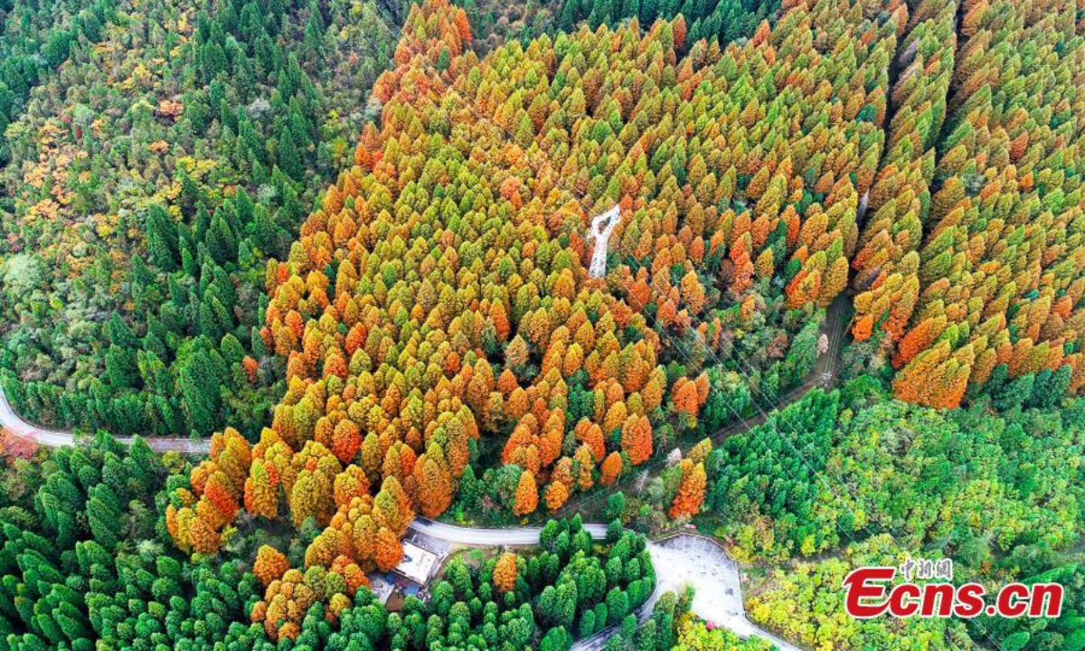 重庆涪陵区武陵山国家森林公园鸟瞰图。 深秋时分，黎明红杉林在公园里披着红橙相间。 图片：中新社