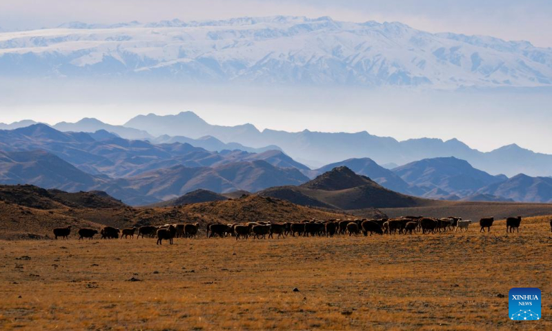 This photo taken on Nov. 4, 2022 shows a view of a winter pasture in the Barlik Mountain area in Yumin County, northwest China's Xinjiang Uygur Autonomous Region. Photo: Xinhua